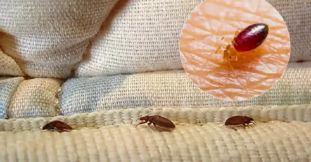 Do Bed Bugs Move Room To Room