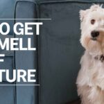 How to Get Dog Smell Out of Furniture: The Ultimate Guide for Pet Owners in 2024